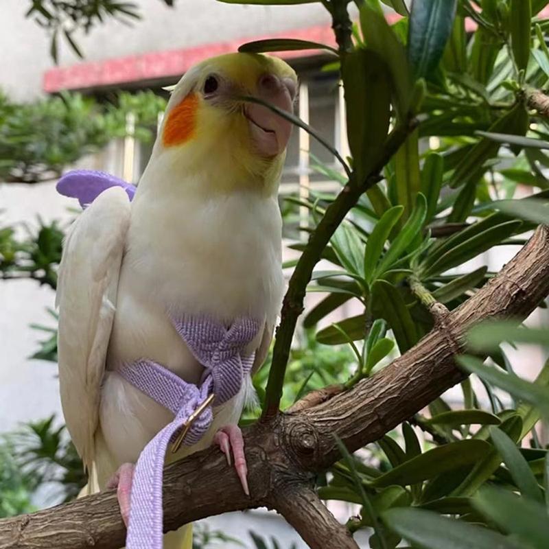 Product Introduction of Parrot Bird Flying Traction Rope Adjustable Ultra-light Harness Leash With Comfortable Handle For Cockatiel Small Birds hotsale 7