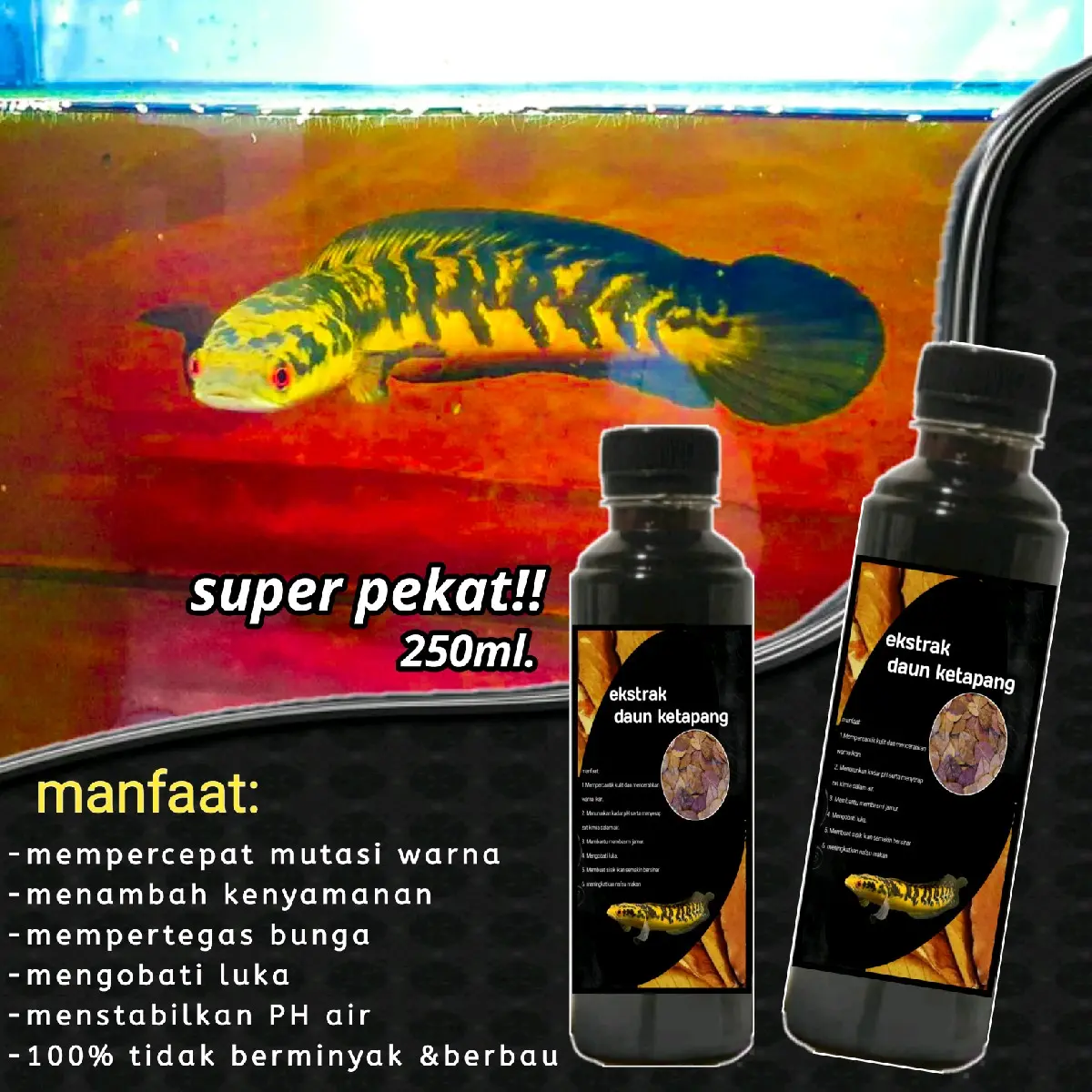 ekstrak daun ketapang channa