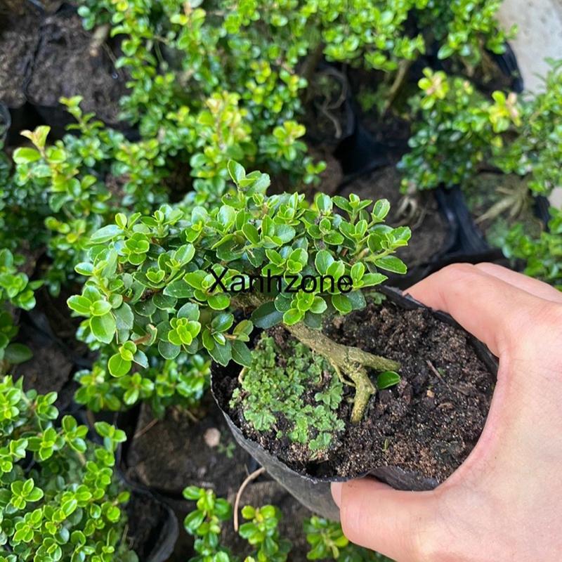 cây bon sai mini cao 7cm sam hương trồng chậu