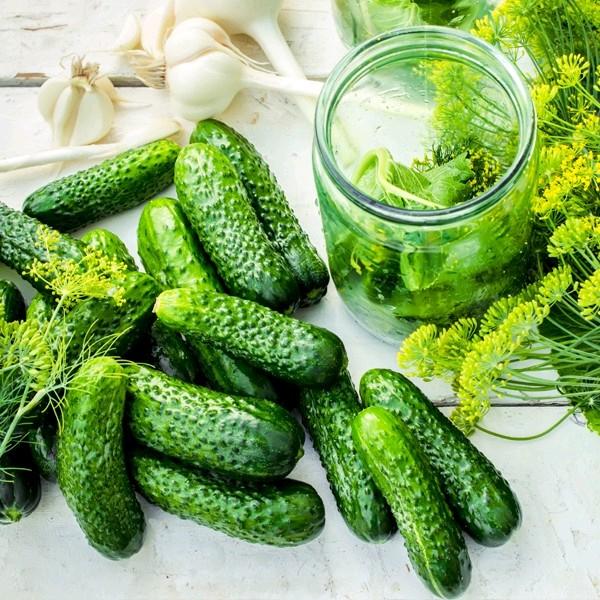 [Các loại] Hạt giống dưa leo các loại, thương hiệu uy tín giống  dưa 2