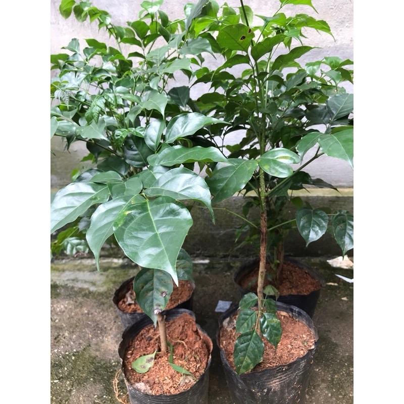 Cây hạnh phúc phong thủy đúng như cái tên 4