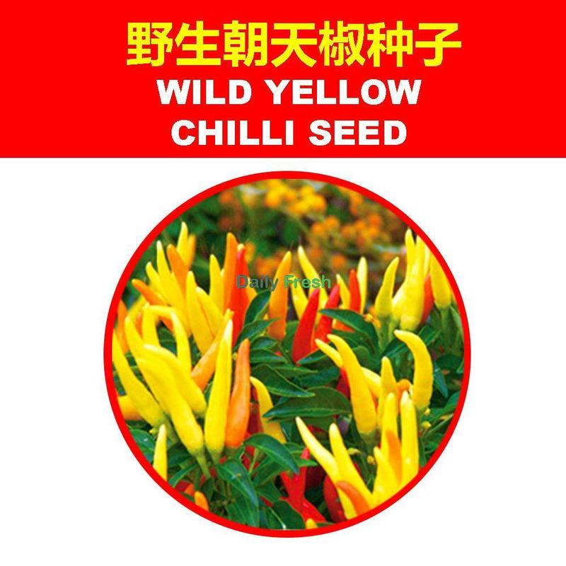 SG Stock Chilli seed chilli seed/pepper seed/sweet capsicum/green cayenne pepper seed decoration chilli seed 5