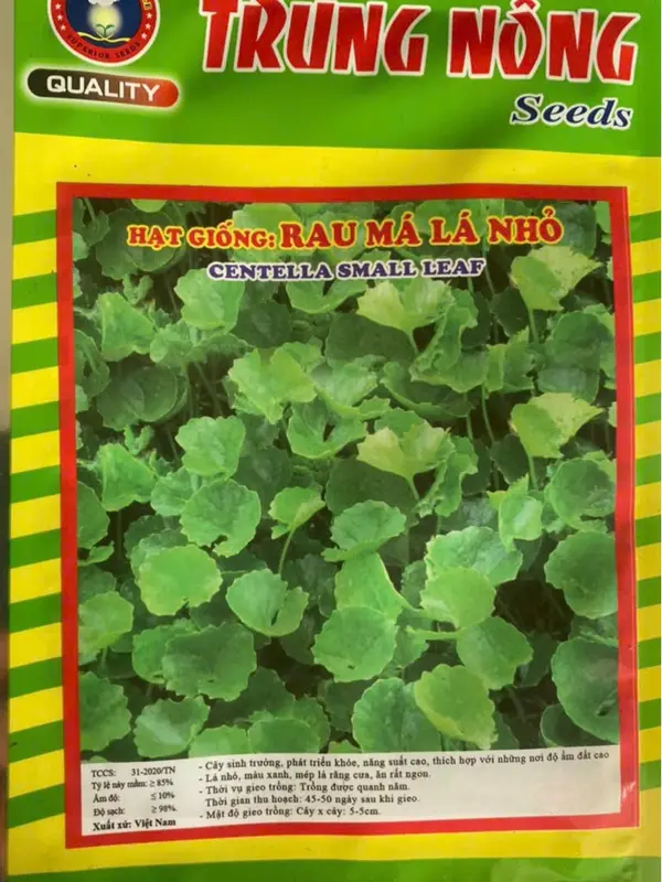 Hạt giống rau má lá nhỏ - Cam kết bán hàng chính hãng số 1 Việt nam 0