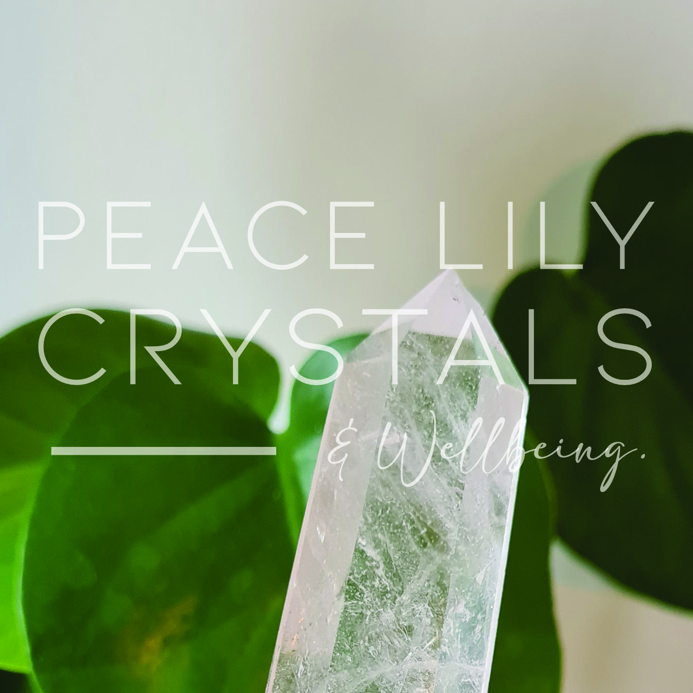 Live Order, Crystal Basket.