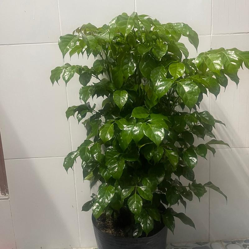 Chậu cây hạnh phúc màu xanh cao 50cm - không gian xanh - trồng sân vườn - sân thượng - vô bồn