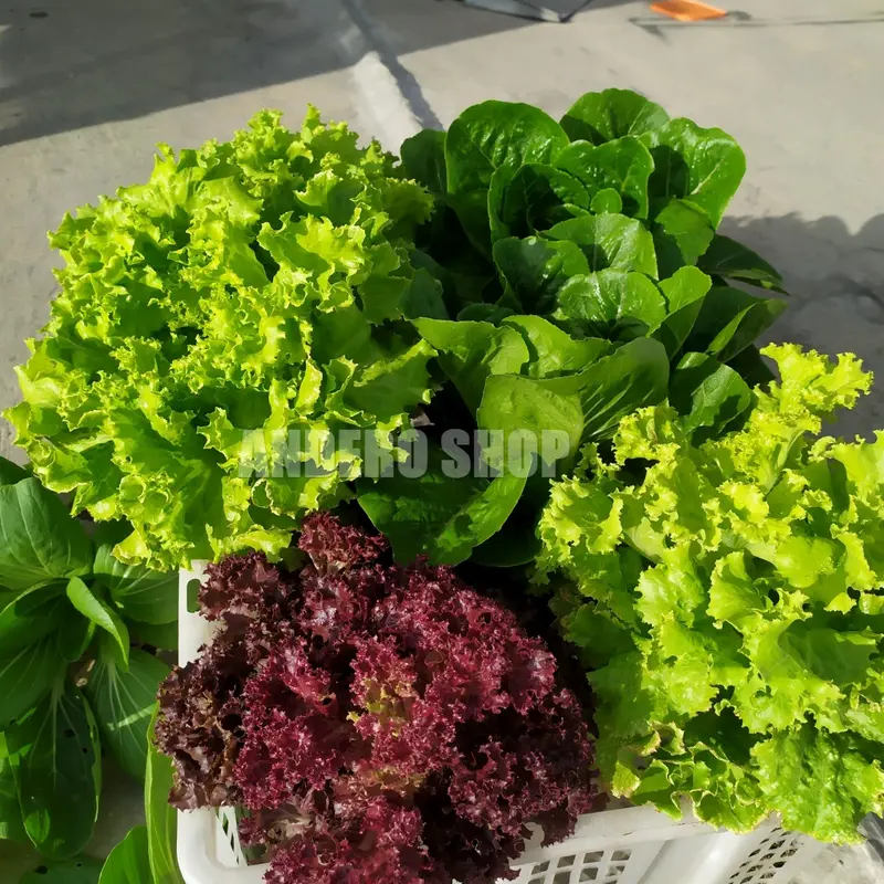 Nutrisi Hidroponik AB Mix Sayur Daun 1 Liter Paramudita Nutrient 1