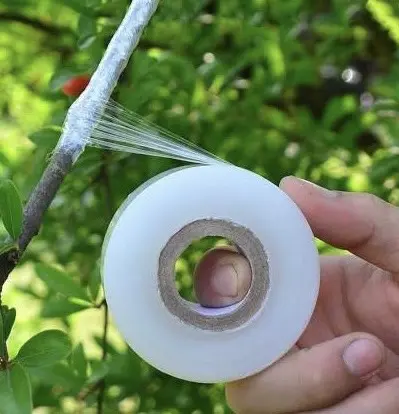 Băng keo ghép cây tự dính 2-3cm - chuyên dùng ghép cành