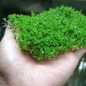 Rumput Sintetis Monte Carlo 10x10cm - Aksesoris Aquascape