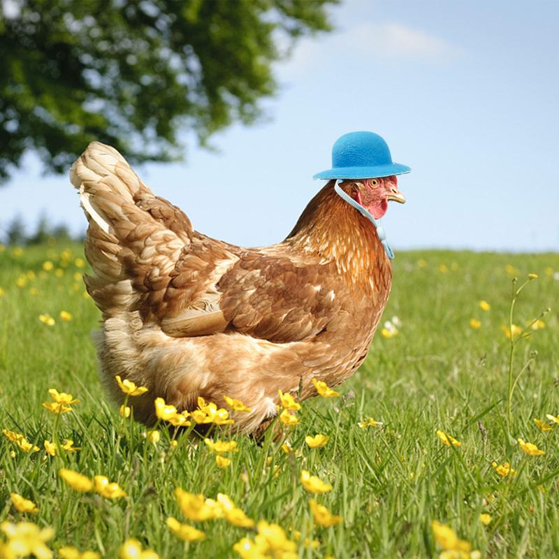 Product Introduction of Chicken Hamster Hat for Hens Tiny Pets Funny Accessories Farm Hen Top Hat for Rooster Duck Parrot Poultry Stylish Show Costume 15
