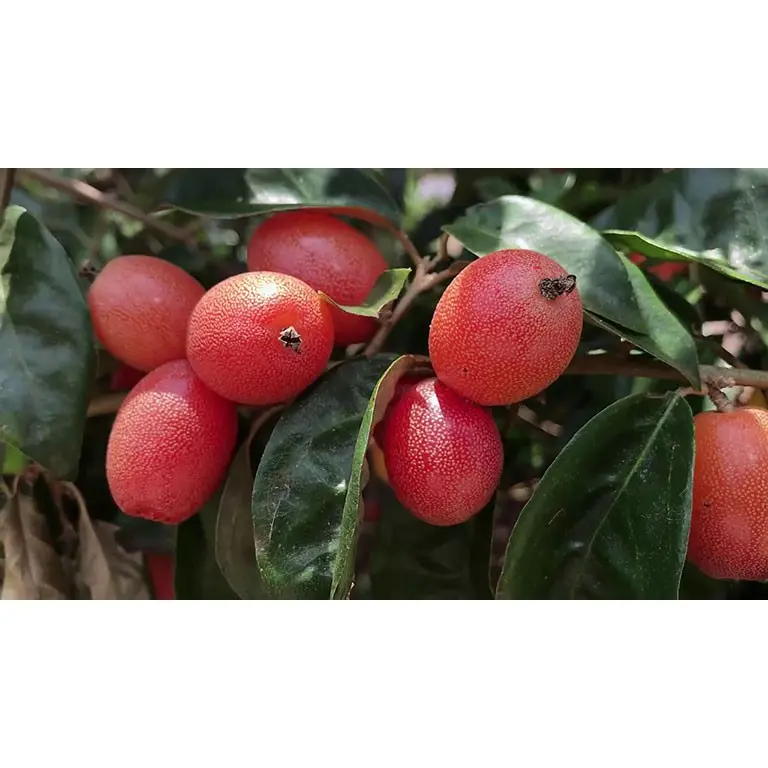 ( Nông Nghiệp Xanh ) Cây Nhót Siêu Ngọt 2