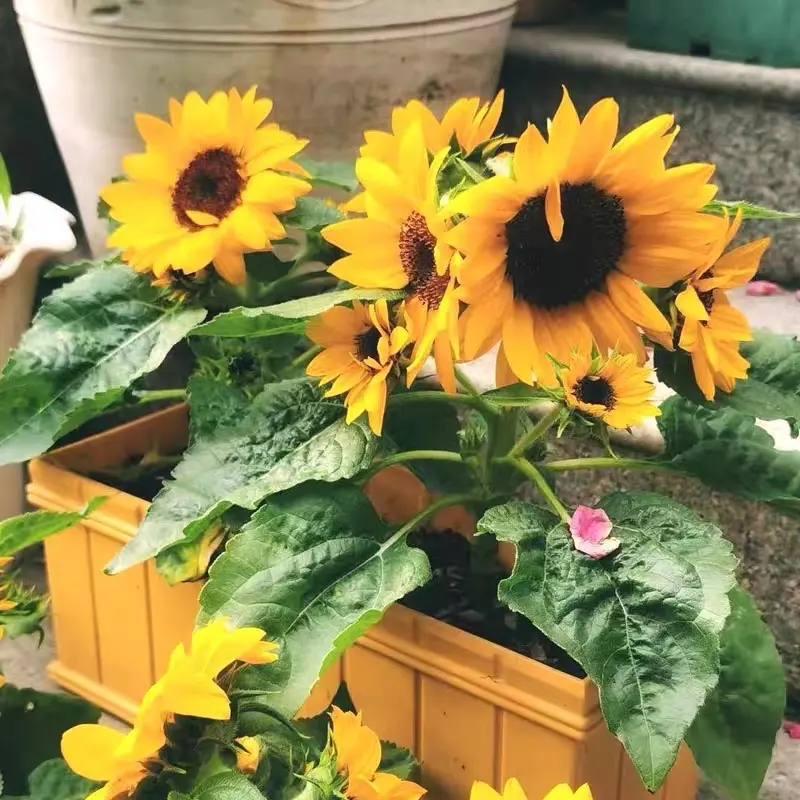 20 SEED -Benih bunga matahari renek / Beautiful sunflower seed