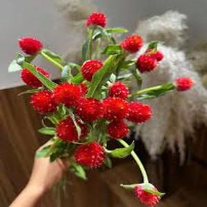 100granos Semillas Siempreviva FloresPompon SecadoPerfecto RetencionColorPermanente