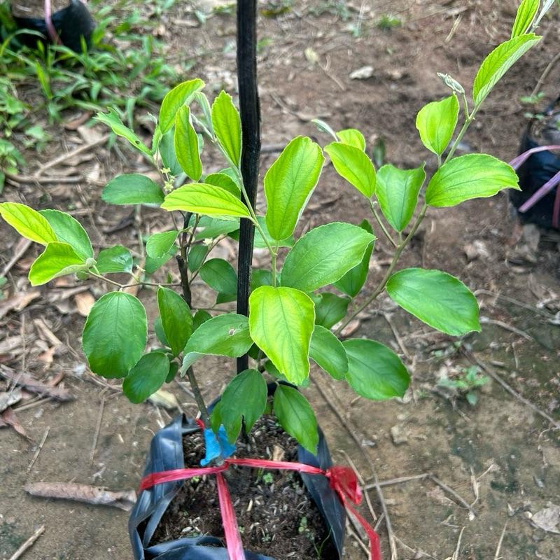 Cây giống táo thái - cây tháp cành ( cây xanh tốt)- Cây táo nhỏ