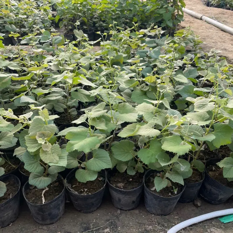 COMBO 4 Cây nho giống Kẹo Bailey Ngón tay đen Mẫu đơn 1