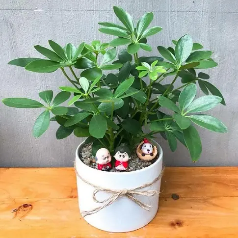 Cây ngũ gia bì để bàn trồng sẵn chậu sứ kèm đĩa hứng nước - Happygreen