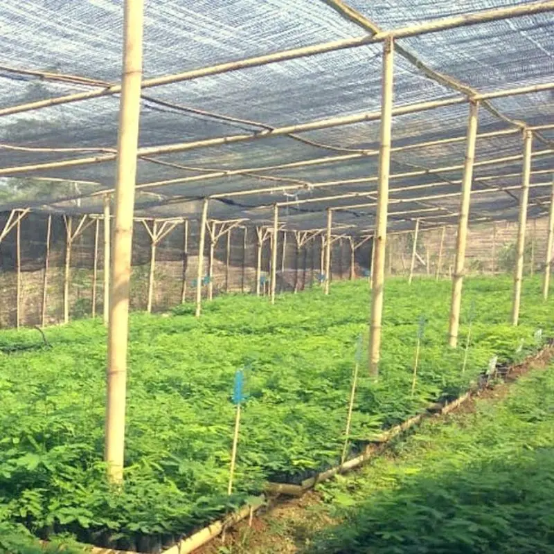 Paranet Lebar 3 meter 90% eceran jaring tanaman anti matahari Tomat 7