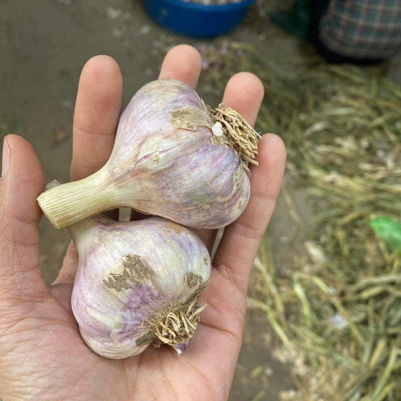 3kg tỏi Ta kinh môn thơm ngon củ to loại 1 1