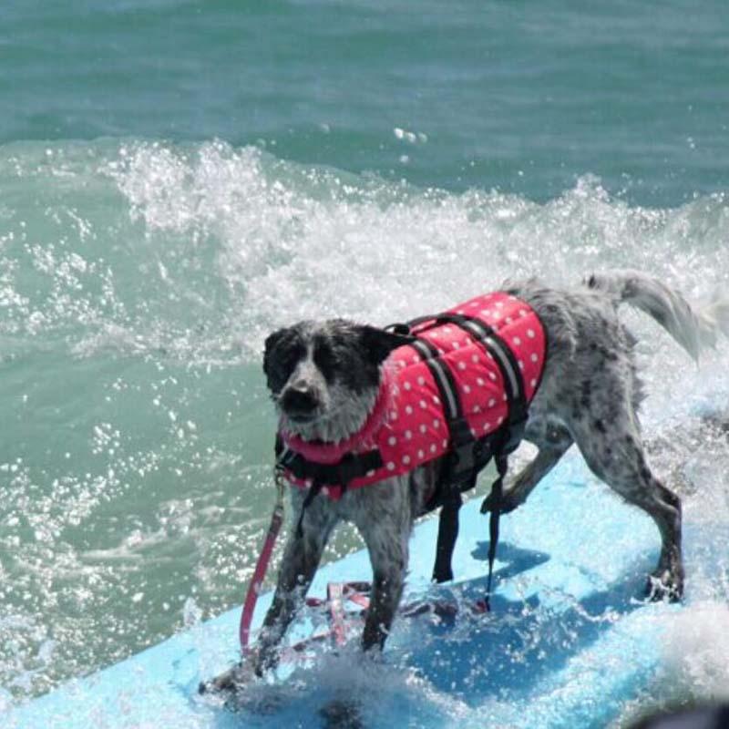 Product Introduction of XXS-XXL Dog Life Vest Summer Printed Pet Life Jacket Dog Safety Clothes Dogs Swimwear Pets Safety Swimming Suit Summer 2