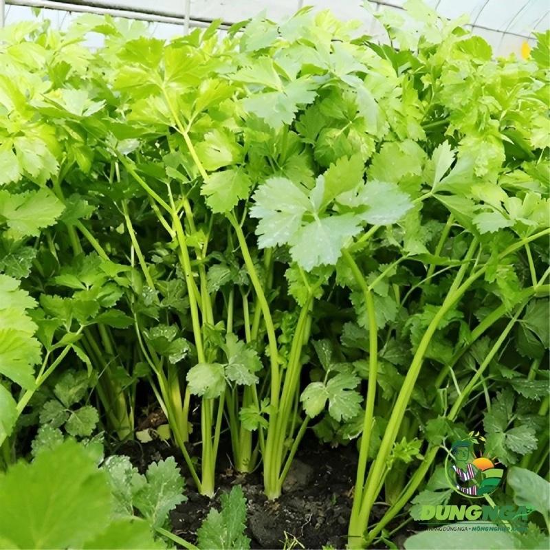 [BÁN LẺ] 10g - 100g HẠT GIỐNG RAU MÙI (NGÒ) DỄ TRỒNG, NHANH THU HOẠCH 3