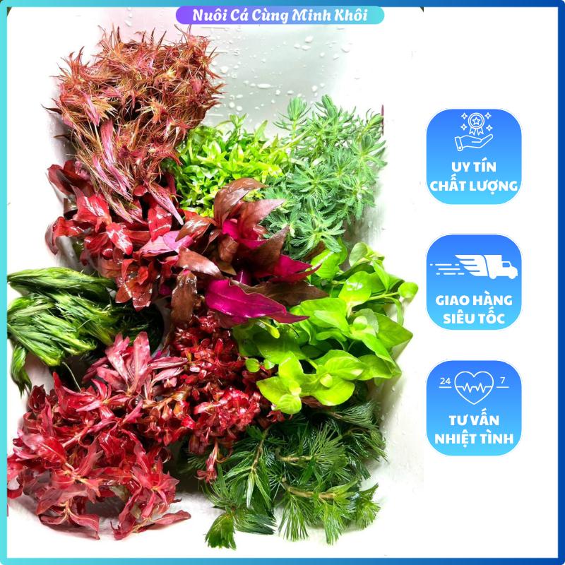 [tặng kèm đất trồng] COMBO 10 LOẠI CÂY THỦY SINH, Combo 10 chậu cây thuỷ sinh cắt cắm lá nước không cần CO2 - Caythuysinh