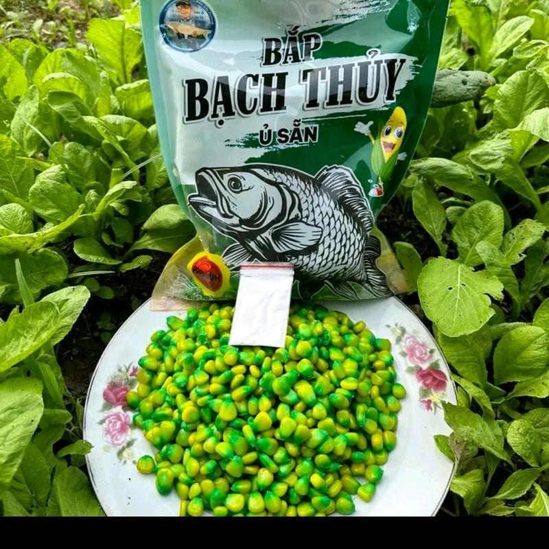 Bắp Bạch Thủy - Ngô Ủ Sẵn Câu Trắm Cỏ Và Chép Cũ Đi Câu Fishing Bắt Cá Câu Cá