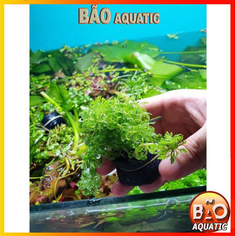 Product Introduction of Cây thủy sinh Lá Cạn phổ biến dễ trồng không cần co2 phát triển nhanh chưa bao gồm phân nền 28