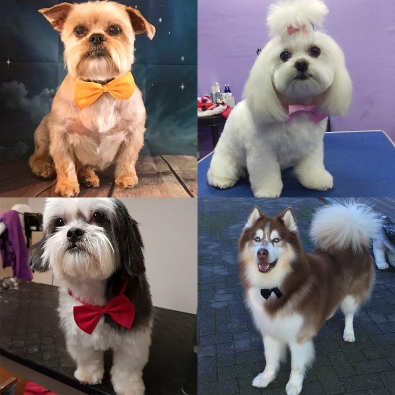 Dog grooming accessories wholesale hotsell