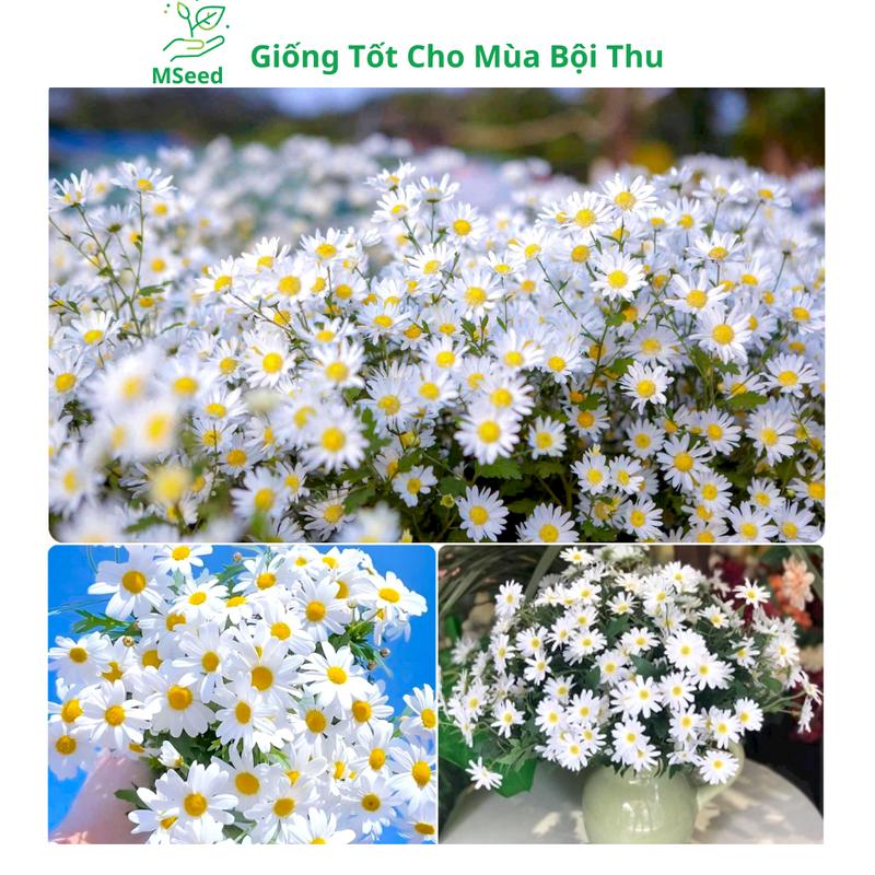 Hạt giống hoa Cúc Họa Mi ra hoa quanh năm - MSeed
