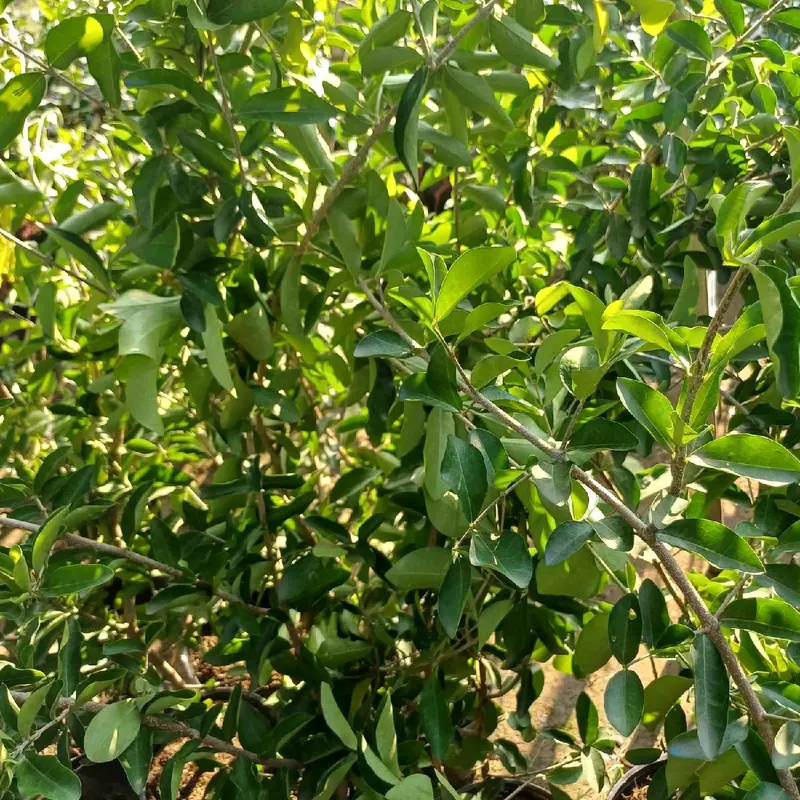 CÂY SƠ RY (CÂY GIỐNG SƠ RY NGỌT ) 6