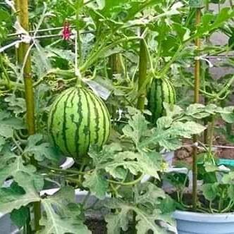 500g VỎ_TRỨNG_GÀ LÀM PHÂN BÓN CHO CÂY TRỒNG CHỐNG ÔC SÊN 6