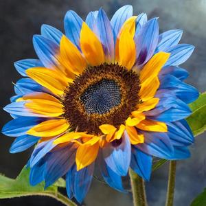 Semillasdegirasolmixtas,100piezasAdecuadasparajardineríaencasayalairelibre.Altatasadegerminación,fácilesdecultivarIdealesparaprincipiantes