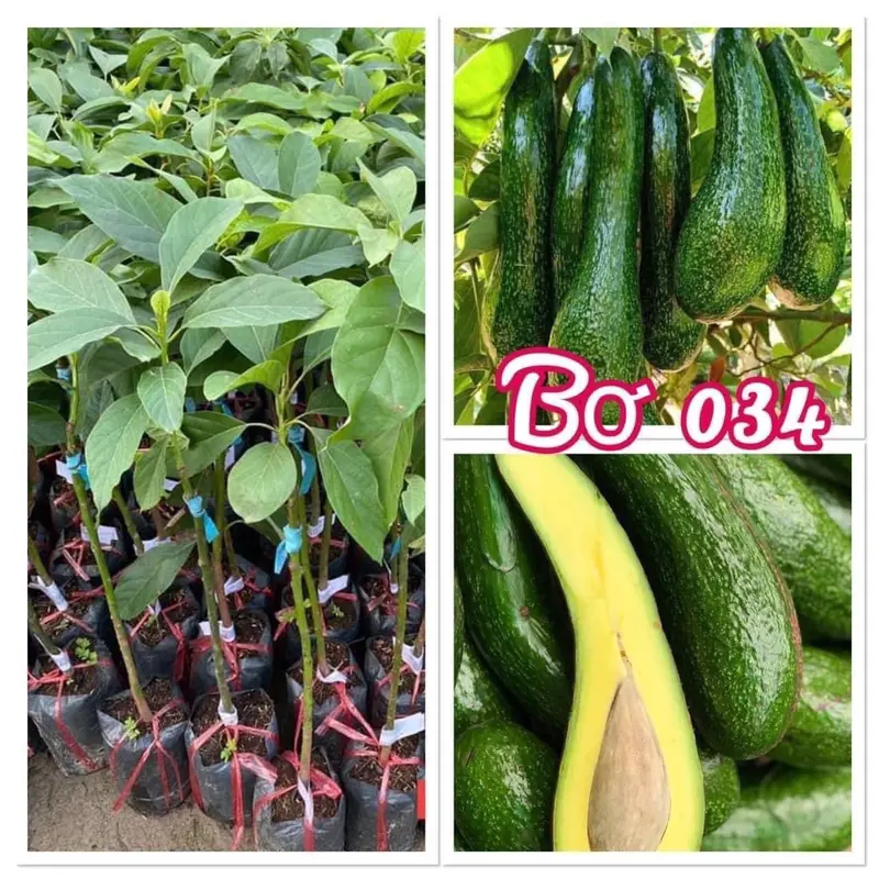 Cây Giống Bơ 034, Cây ghép, Huyền Linh Garden 2
