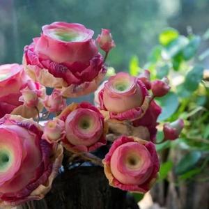 500 Granos Semillas de Rosetas de Montaña A1 Suculentas, Suculenta Única con Forma de Rosa Natural, Fácil de Cultivar, Decoración de Hogar y Adorno de Jardinería Romántico, Ideal para Amantes de Jardinería, Balcones y Macetas Domésticas