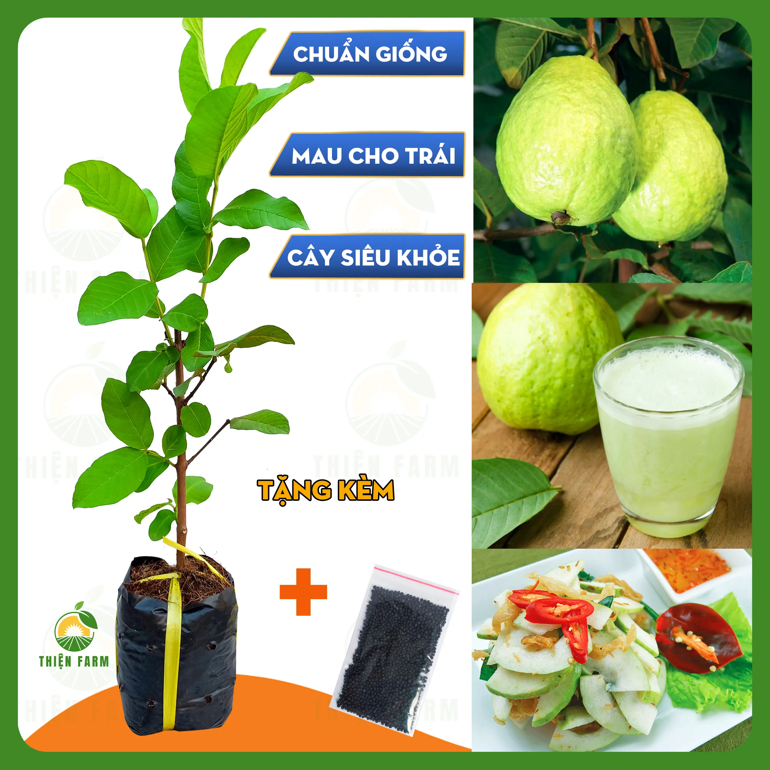 Cây Ổi Lê THIỆN FARM quả to, giòn ngọt đậm ít hạt, dùng làm cây ăn quả, cây cảnh cao 40cm