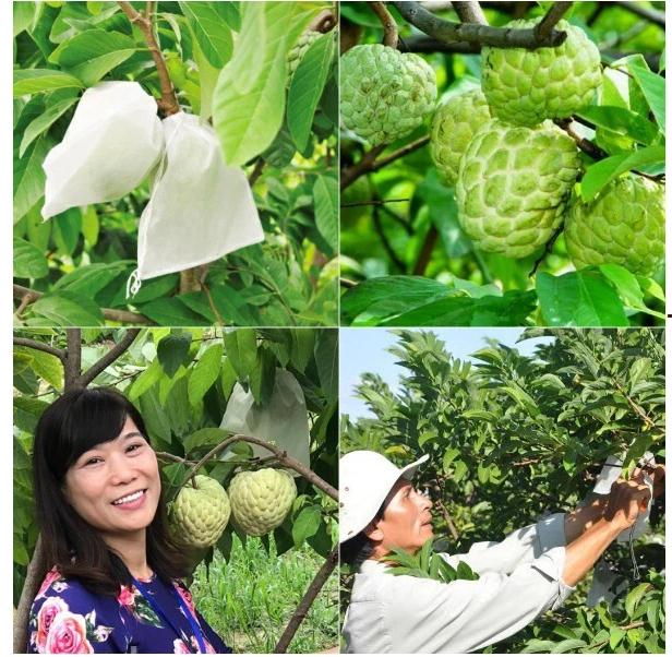 100 cái size 18x19cm túi bọc trái mãng cầu, trái Na, ổi bằng vải mềm thoáng không đọng nước mưa hiệu túi bao trái cây Ánh Dương