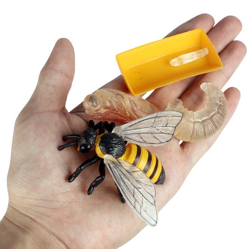 Product Introduction of 4pcs/set Cute Animal Life Growth Cycle Toy, Kids Montessori Education Moth Snail Mosquito Locust Model Action Figures Set, Educational Toy Set For Kids 19