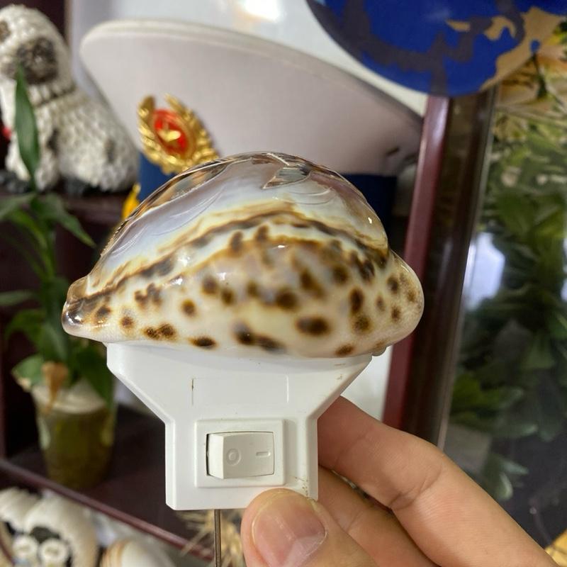 Đèn ngủ cá heo làm từ vỏ ốc biển ( cắm điện ) siêu đẹp , bền , to bằng nắm tay 4