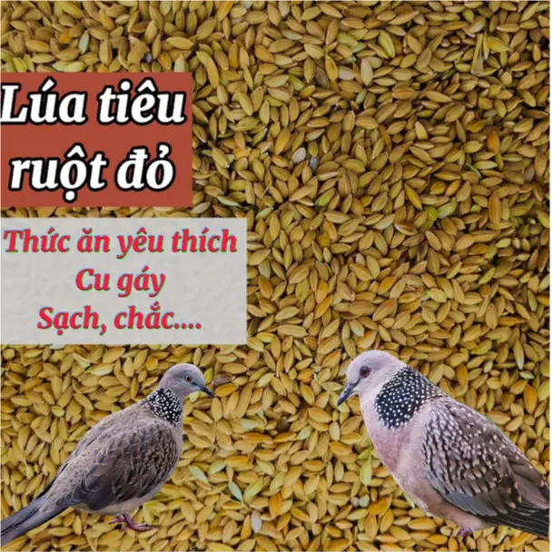 1KG lúa tiêu ruột đỏ, thức ăn yêu thích chim cu gáy 0
