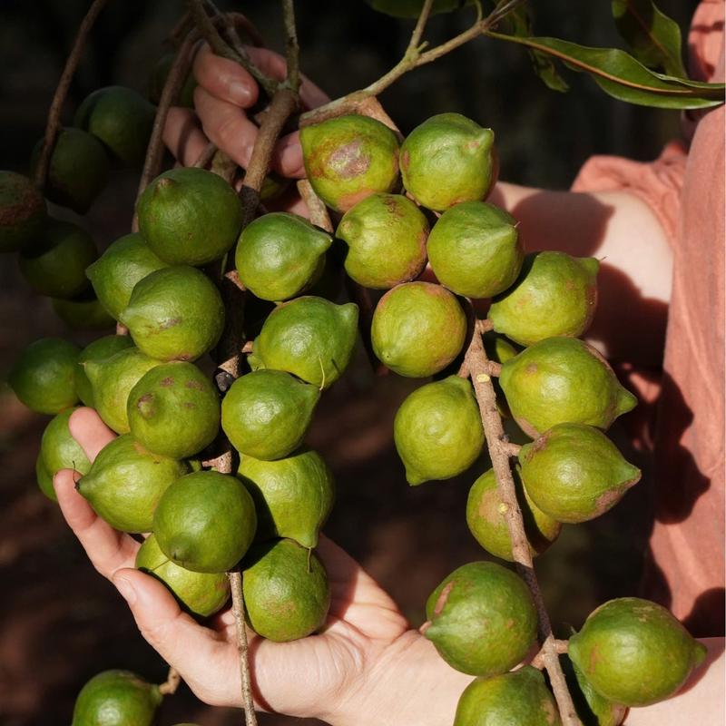 NHÂN MACCA TƯƠI LÀM SỮA HẠT THƠM NGON - TÚI 250GR