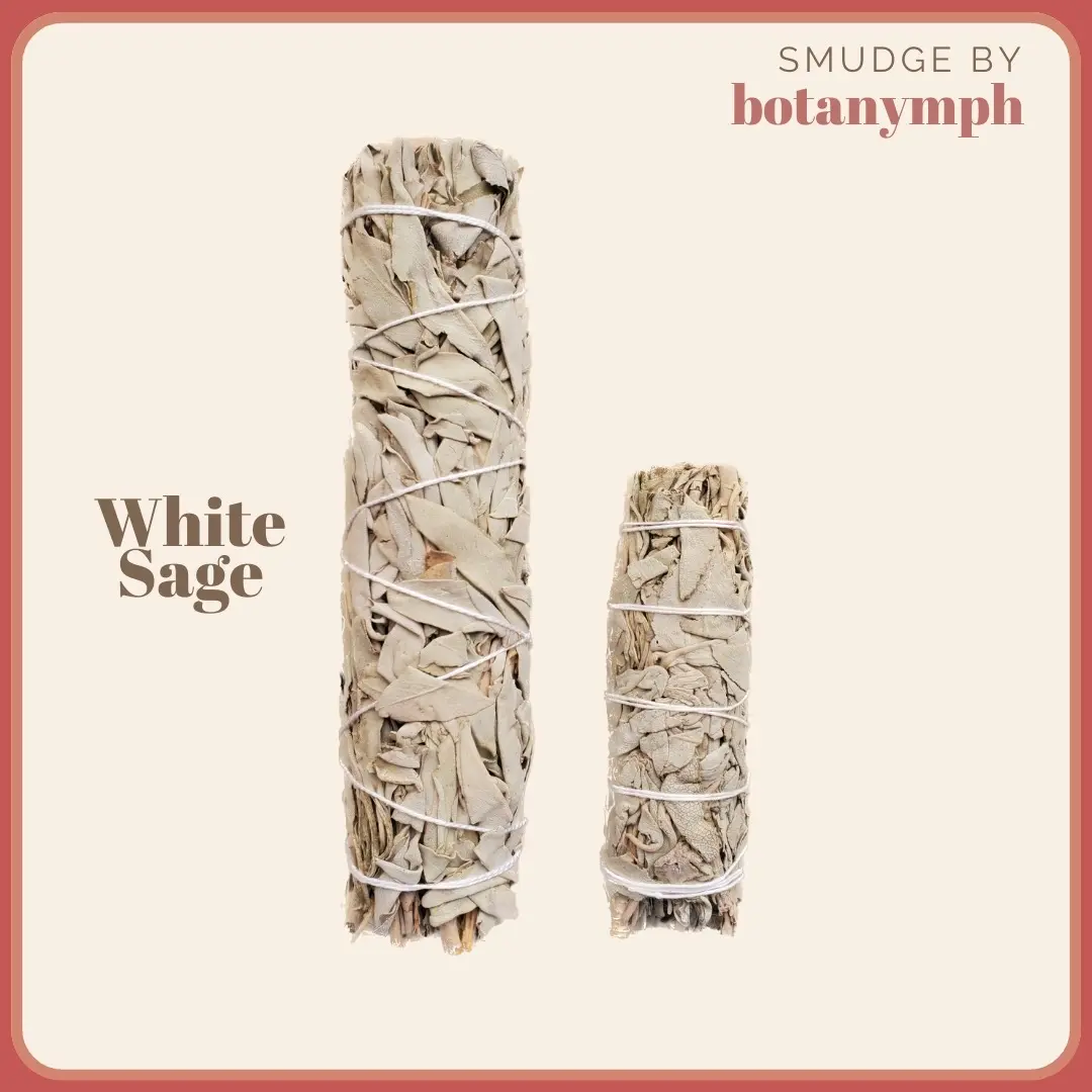 California White Sage 4-inch 7-inch 9-inch