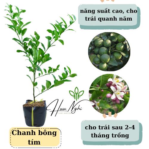 Cây giống chanh bông tím (chanh tứ quý chùm), cho trái quanh năm, cây chanh tứ quý, chanh chùm
