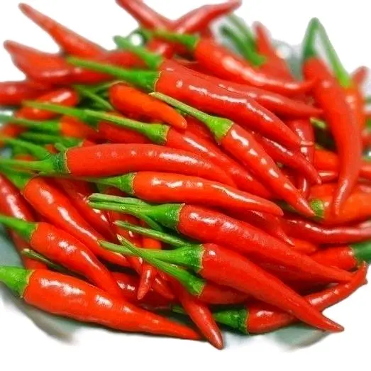 [Các loại] Hạt giống ớt các loại thương hiệu uy tín 5