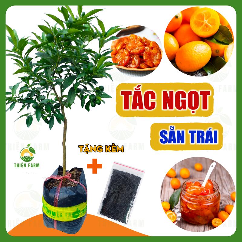 Cây Tắc Thái Tắc Ngọt sẵn trái THIỆN FARM giòn ngọt cả vỏ dùng ăn tươi sấy dẻo trồng chậu thùng xốp hạt giống