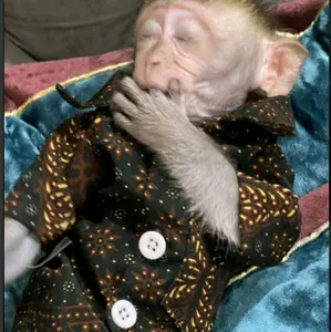 Baju batik monpai beruk