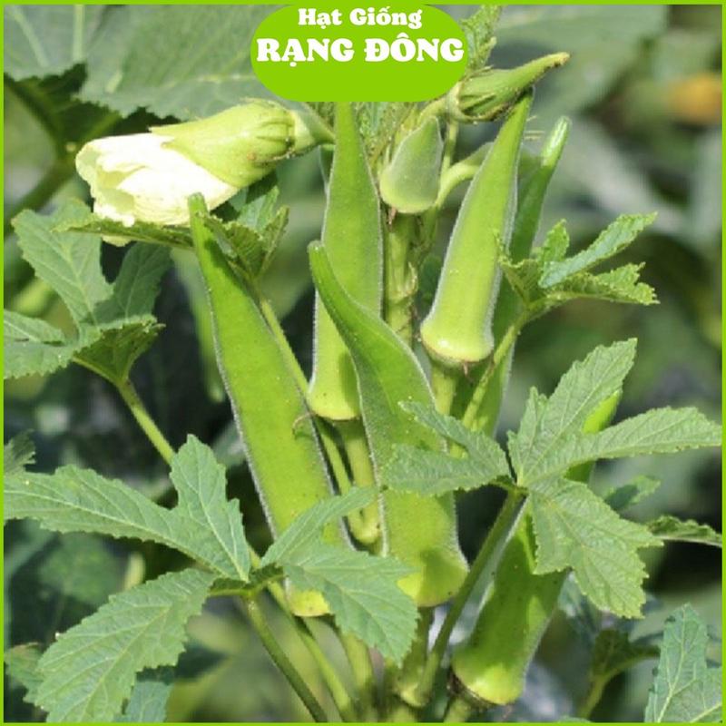 Hạt Giống Đậu Bắp Cao Sản RD 60 (Gói 20gr - Khoảng 250 Hạt) Năng suất cao, trồng quanh năm