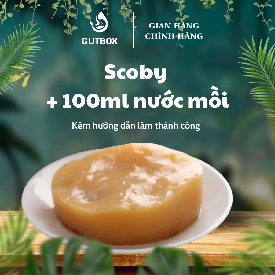 Scoby kèm 100ml nước mồi làm trà Kombucha