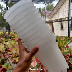 Pot Putih Ag. Siam Paragon (Link150k)