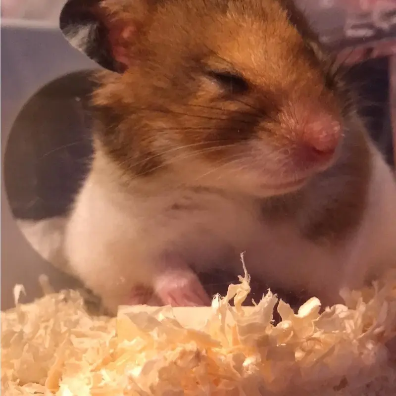 Lót chuồng cho hamster, sóc, bọ, nhím Mùn cưa nén 1kg 3