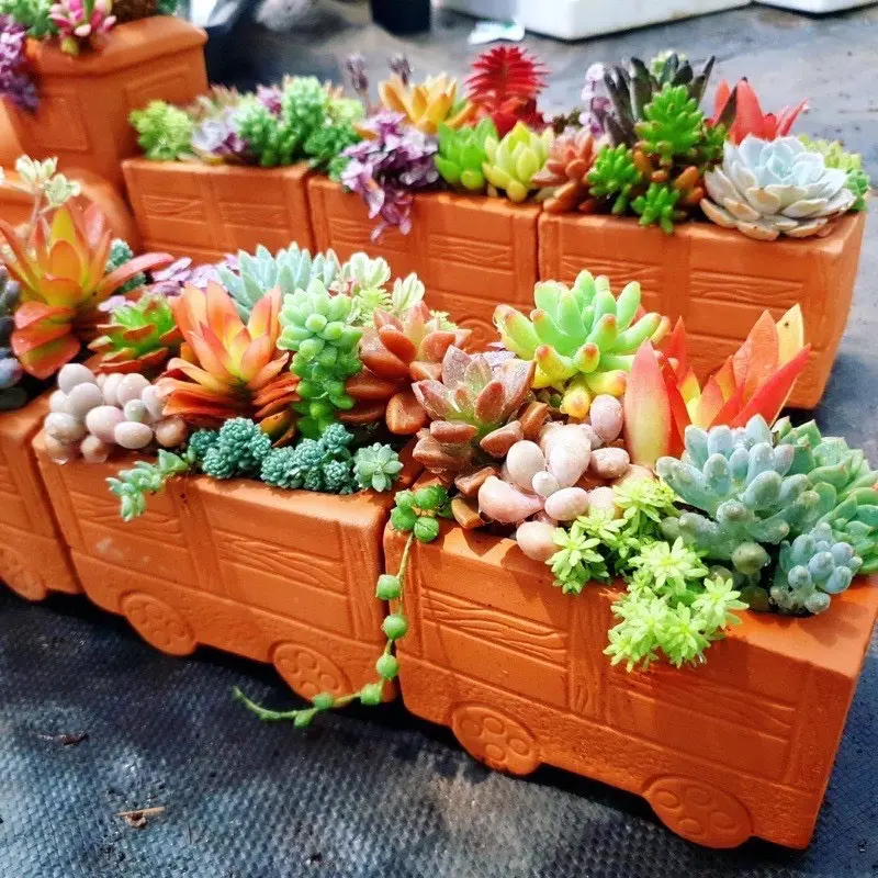Sen đá mini 84 cây mix nhiều loại SONDA GARDEN (Quà tặng trên live) cây sen đá, sen đá đẹp trang trí nhà cửa 7