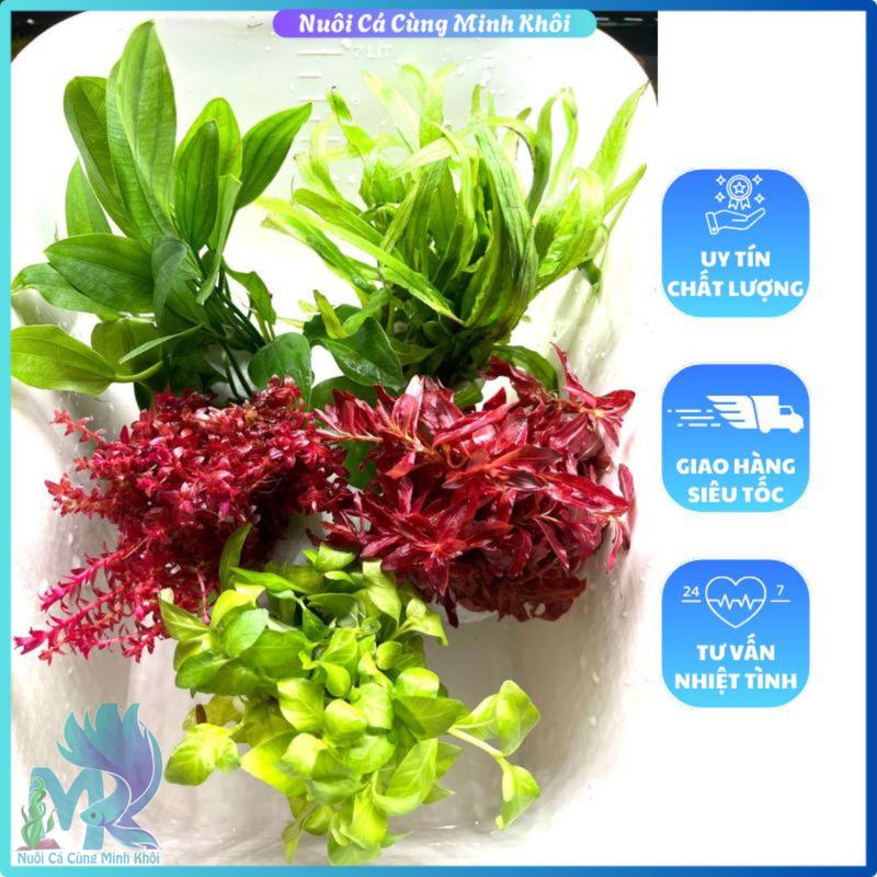 Combo 5 Chậu Cây Thủy Sinh Cắt Cắm Lá Nước Không Cần CO2, Chậu Nhựa Sẳn Đất Trộn Trang Trí Hồ Cá Cảnh